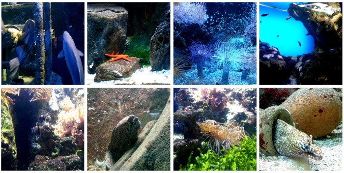 grand_aquarium_saint_malo_2