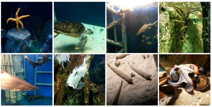 grand_aquarium_saint_malo_3