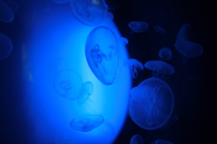 grand_aquarium_saint_malo_4