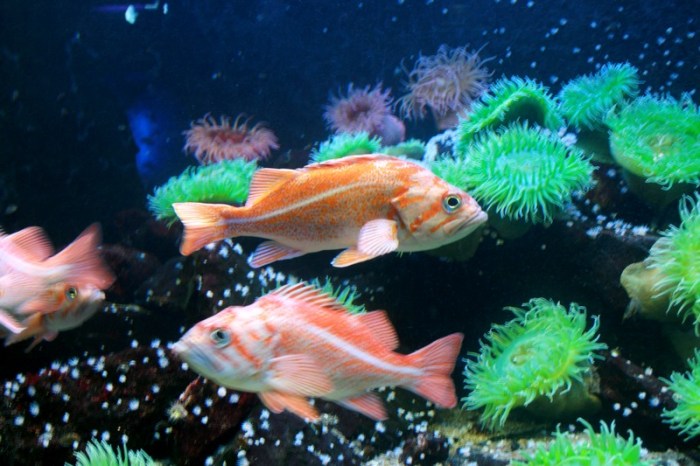 grand_aquarium_saint_malo_6