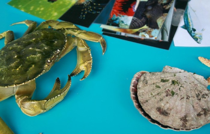 grand_aquarium_saint_malo_9