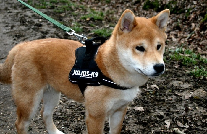 shiba_inu_fox_blogueuse_01
