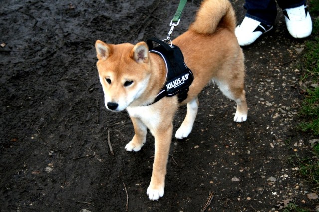 shiba_inu_fox_blogueuse_02