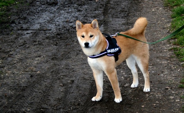 shiba_inu_fox_blogueuse_03