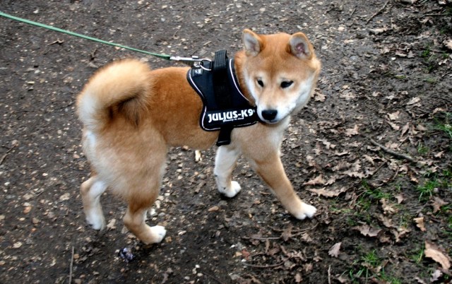shiba_inu_fox_blogueuse_06