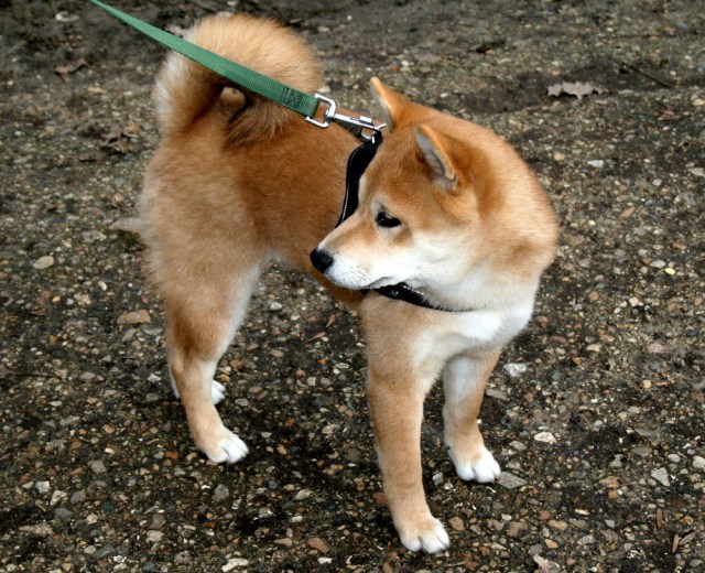 shiba_inu_fox_blogueuse_07
