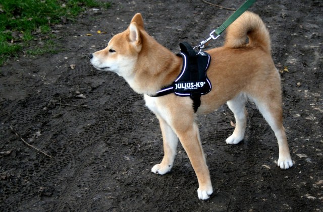 shiba_inu_fox_blogueuse_08
