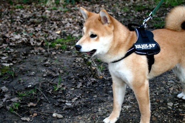 shiba_inu_fox_blogueuse_10