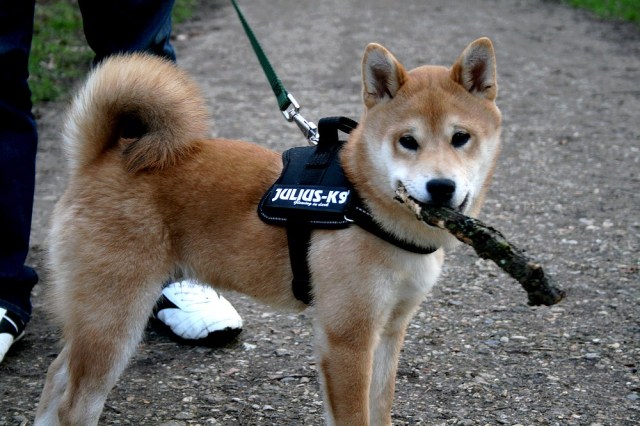 shiba_inu_fox_blogueuse_11
