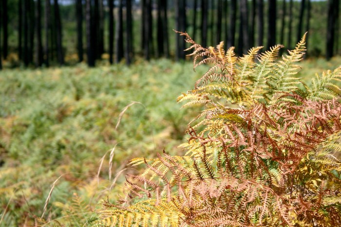 villages_sous_les_pins_les_landes_aquitaine_léon_05