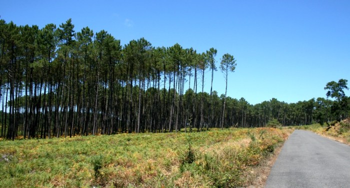 villages_sous_les_pins_les_landes_aquitaine_léon_09