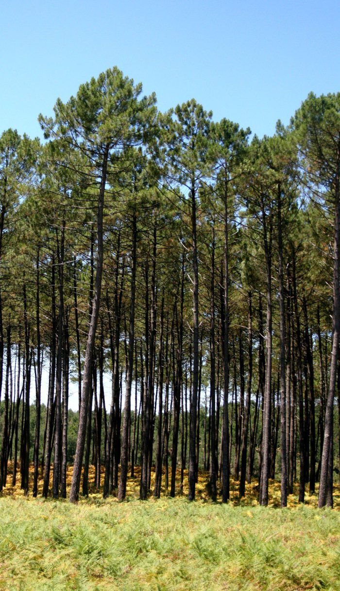 villages_sous_les_pins_les_landes_aquitaine_léon_11