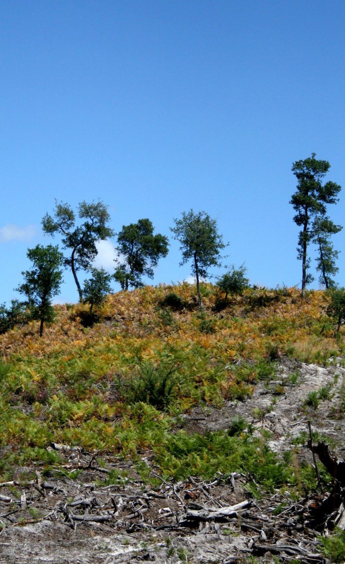 villages_sous_les_pins_les_landes_aquitaine_léon_12