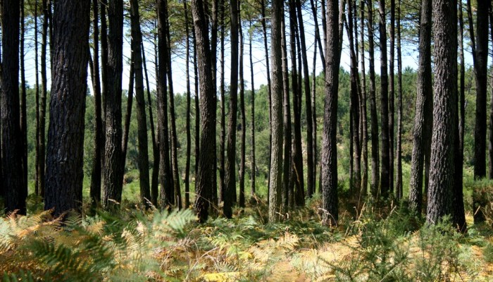 villages_sous_les_pins_les_landes_aquitaine_léon_14