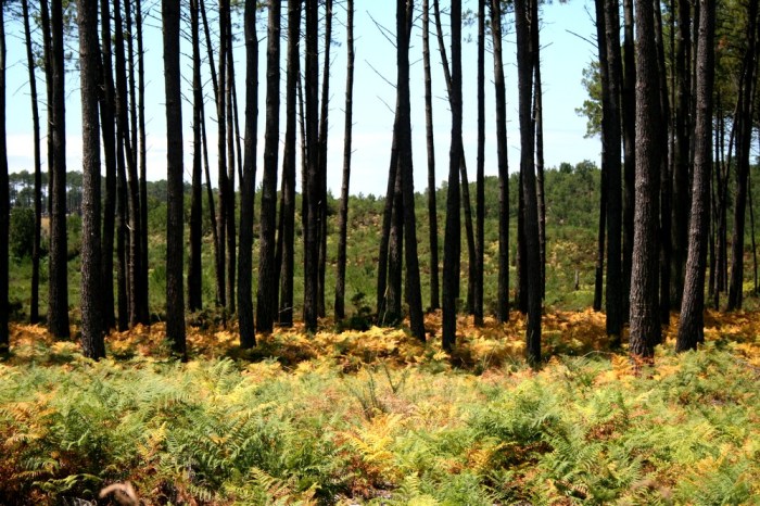 villages_sous_les_pins_les_landes_aquitaine_léon_16